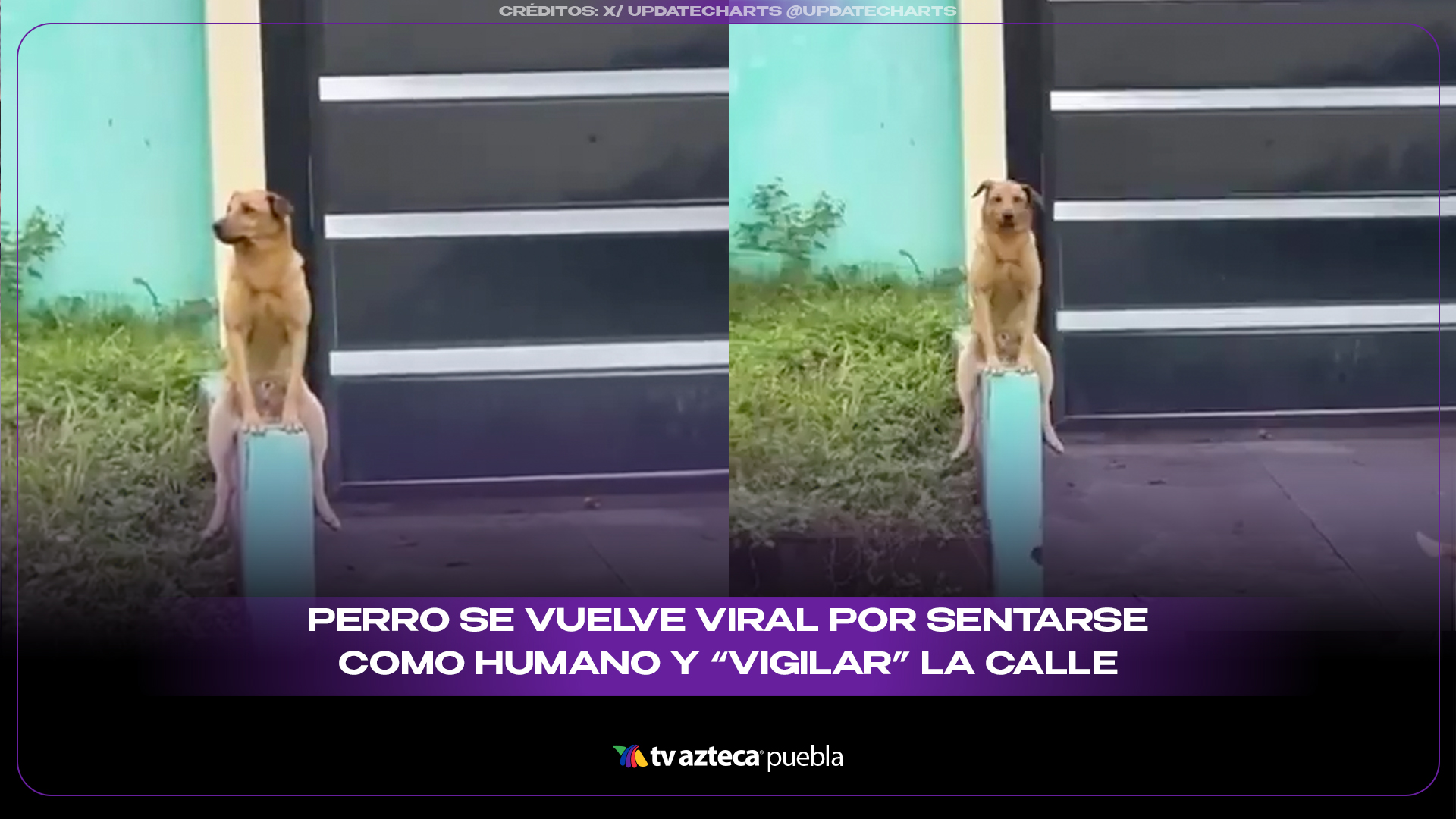 Perro se vuelve viral por sentarse como humano y “vigilar” la calle