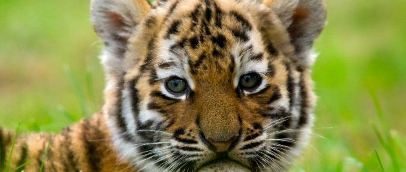 Festejan a cachorros de tigre en China