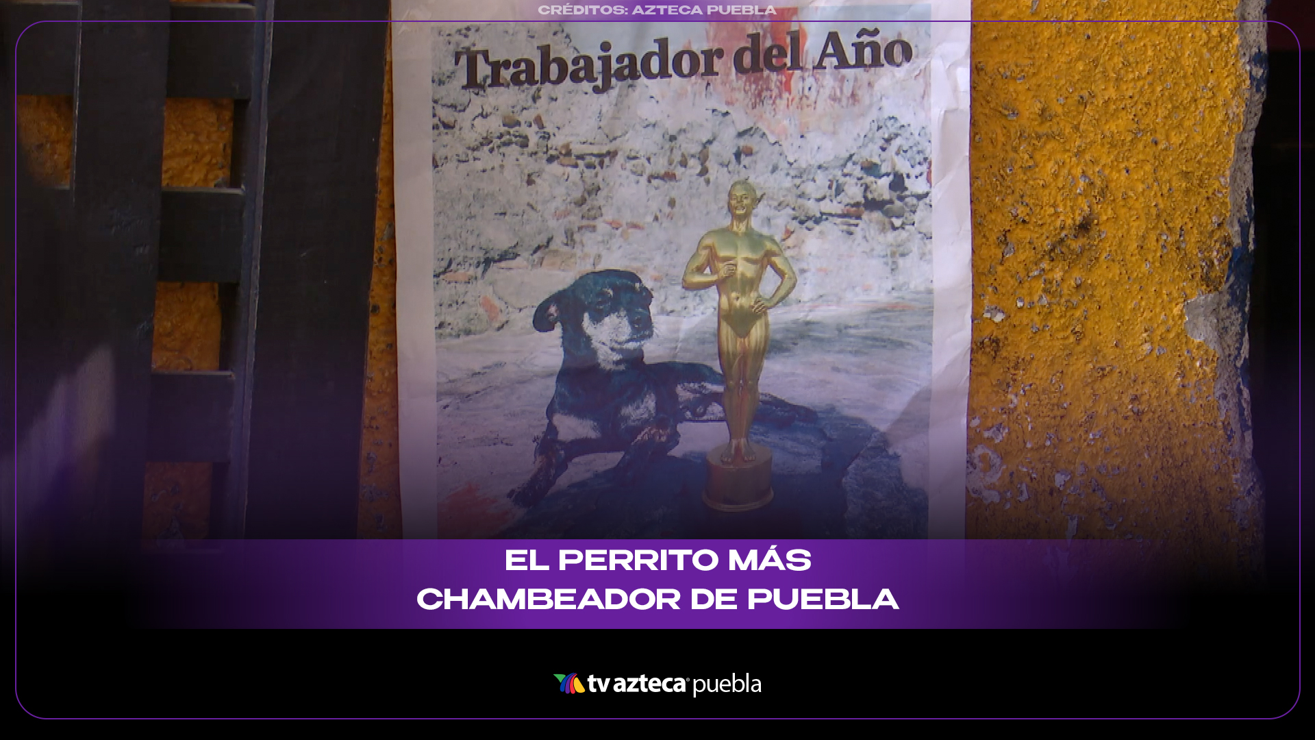 Milo, el perrito más chambeador de Puebla: vigila autos y conquista corazones