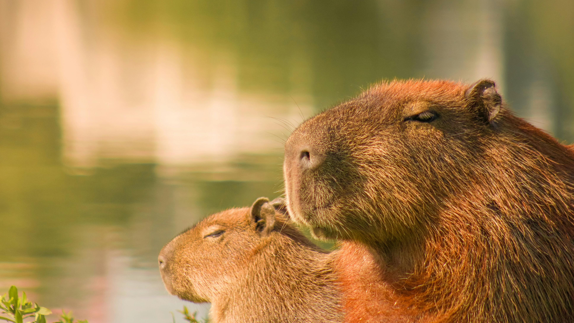Qué animal son los capibaras: qué es lo que comen y en qué parte del ...
