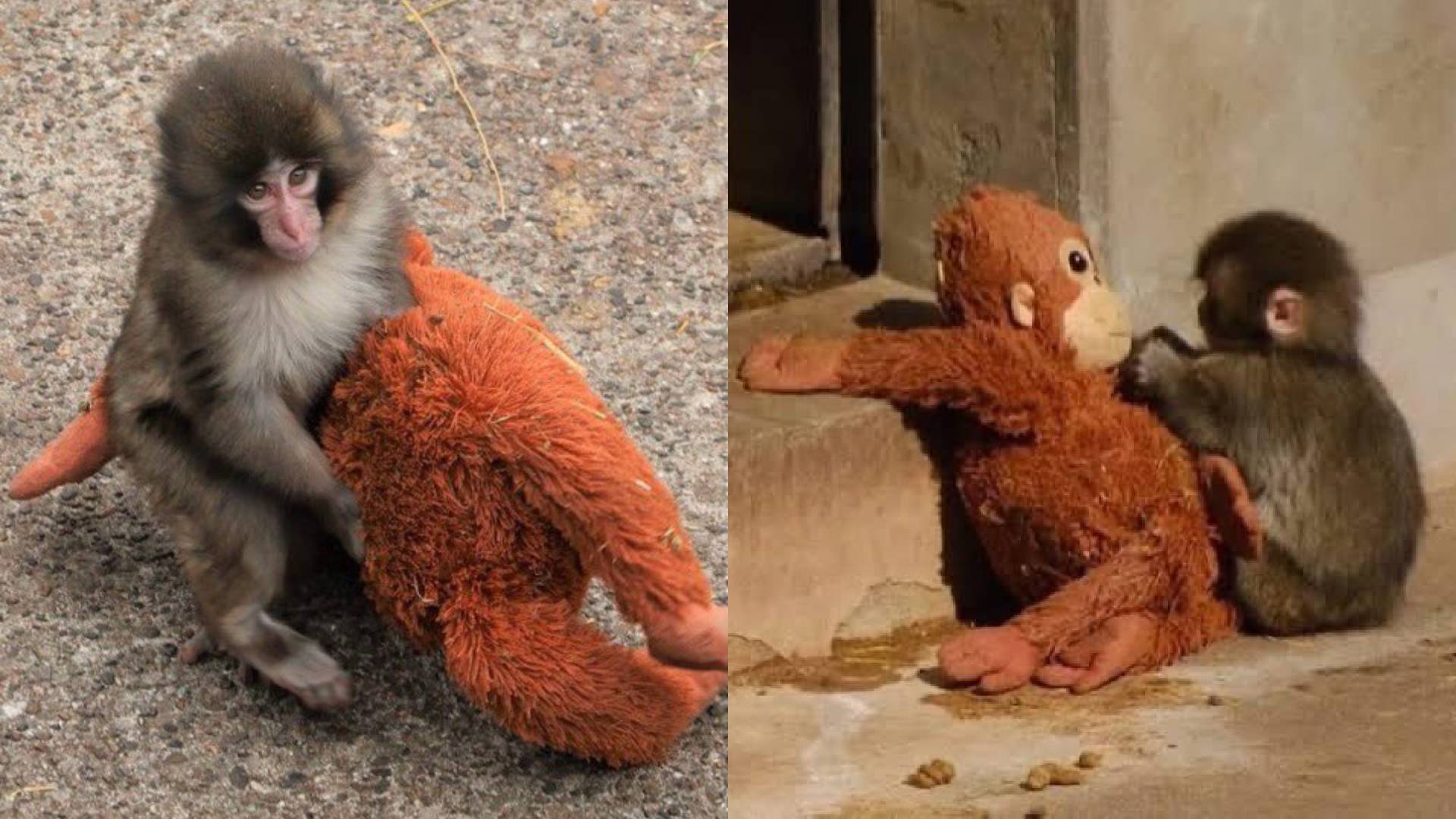 Cuál es la verdadera historia de Punch, el mono japonés que fue rechazado por su madre y se volvió viral?