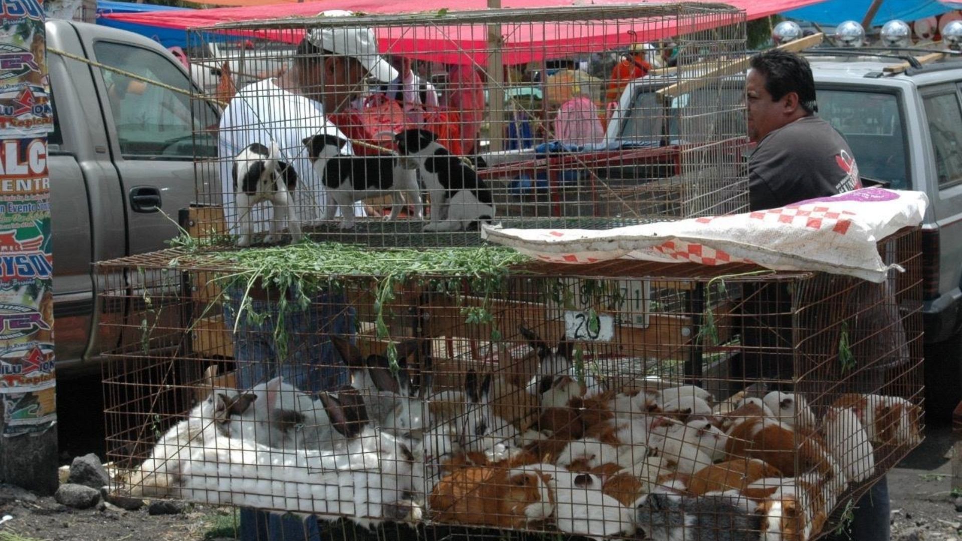 CDMX prohíbe la venta de animales en mercados