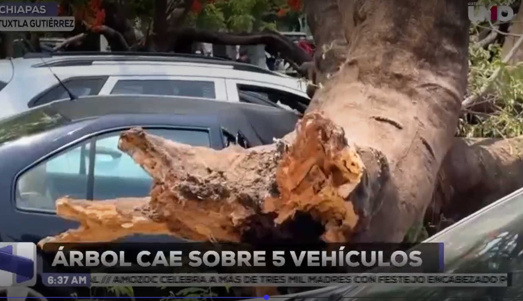 Árbol se desploma sobre cinco vehículos en Tuxtla Gutiérrez, Chiapas