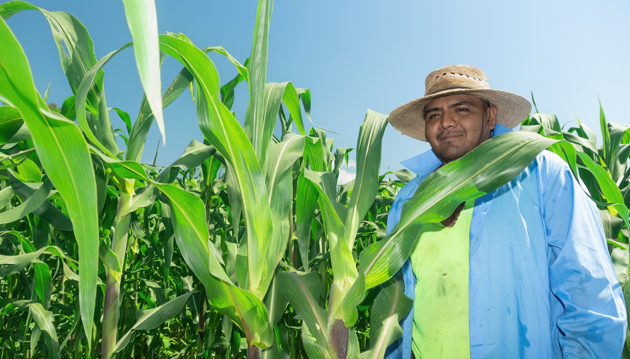 Últimos días: productores en Jalisco pueden recibir hasta $950 pesos por tonelada y el apoyo cierra este día de marzo 2026