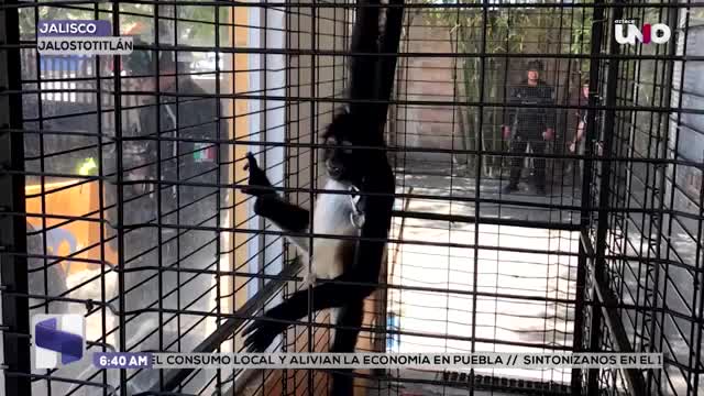 Encuentran en cautiverio a un mono araña en Jalisco