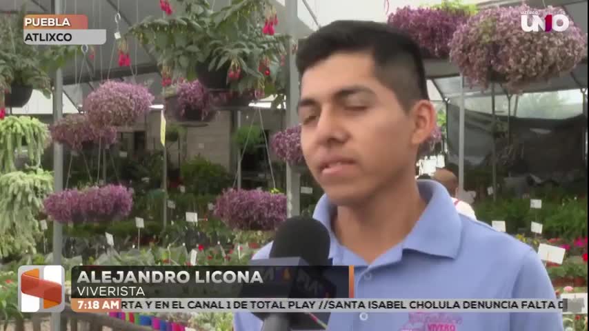 Lavanda conquista Puebla: la planta aromática fácil de cuidar y cultivar