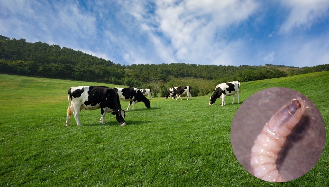 El gusano barrenador de ganado, la infestación que mantiene en alerta ...