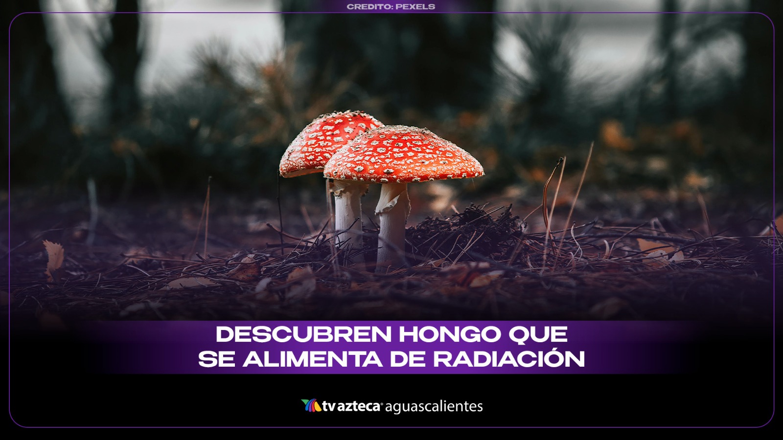 Hongo Radioactivo Descubren en Chernóbil un hongo que sobrevive alimentándose de radiación