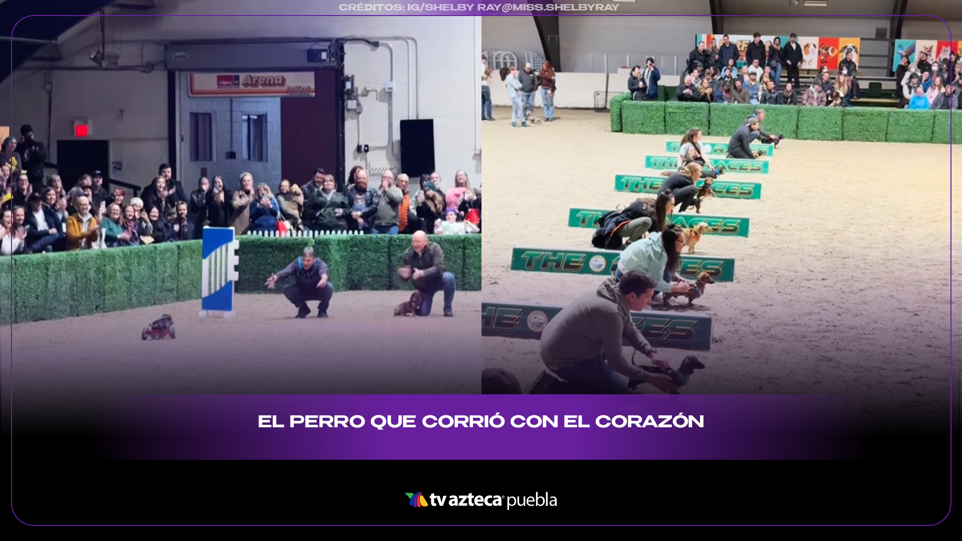 Perrito en silla de ruedas conmueve al correr en competencia