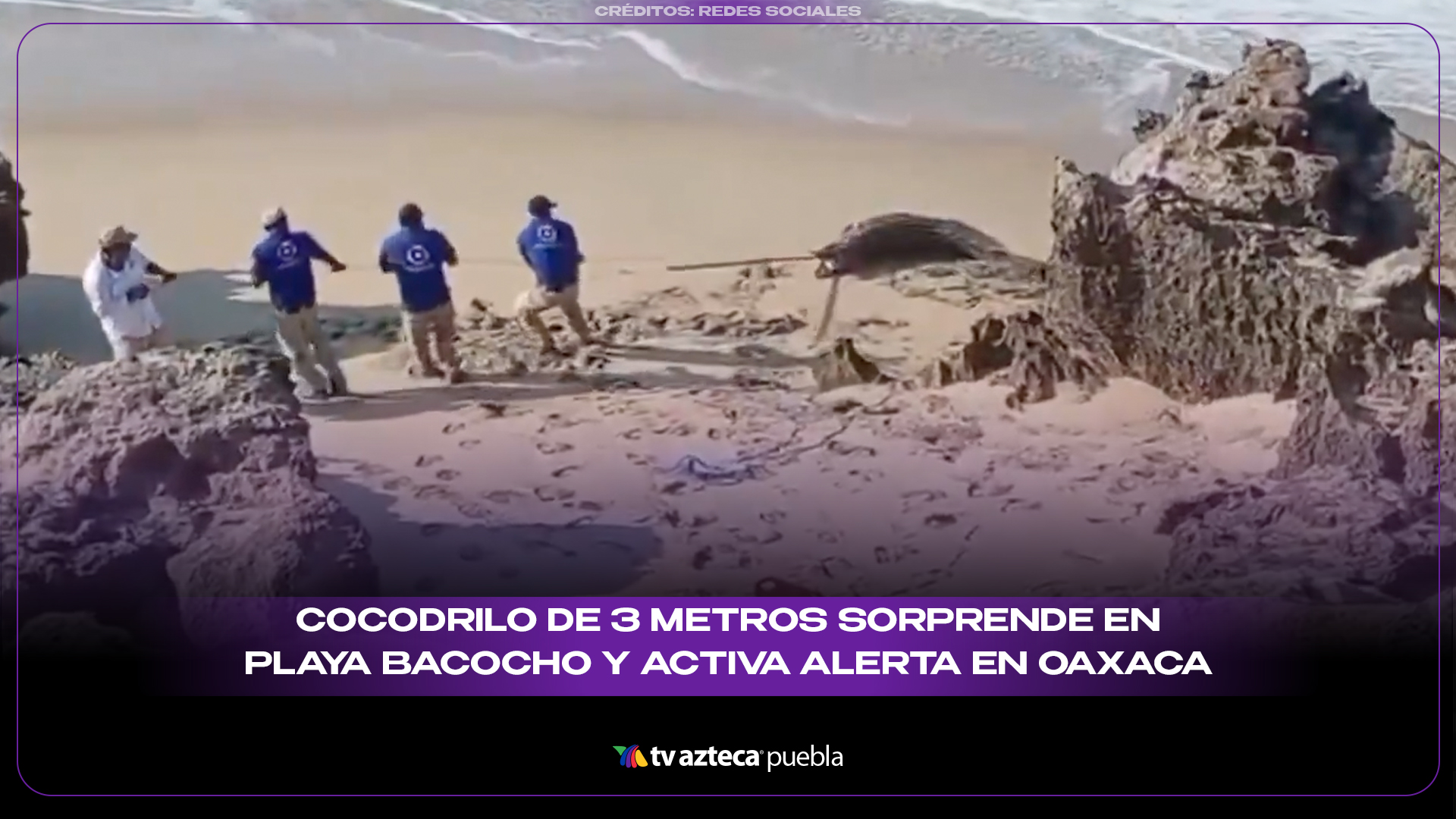 Cocodrilo de 3 metros sorprende en Playa Bacocho y activa alerta en Oaxaca
