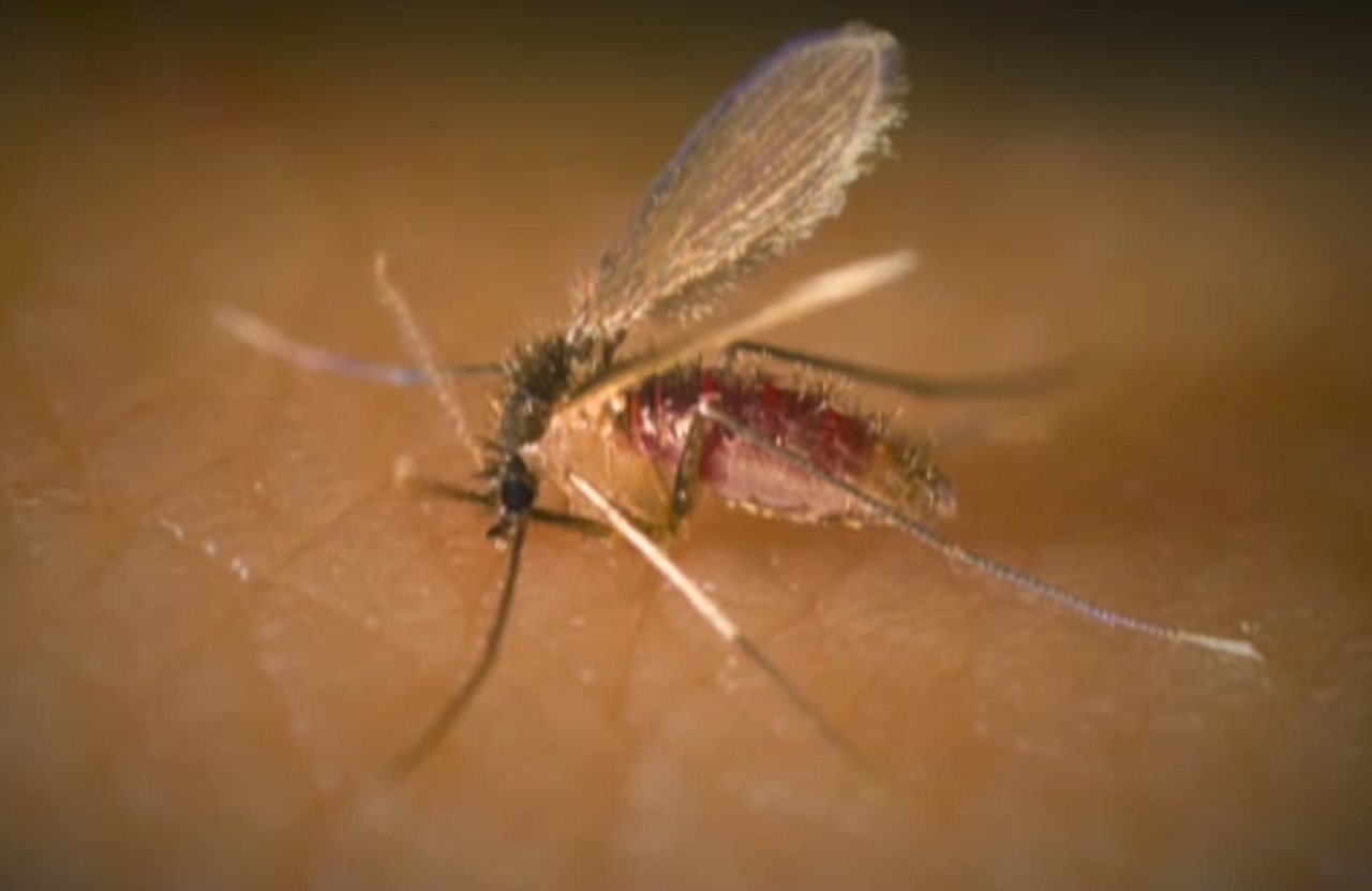 Mosca chiclera una amenaza para productores en Quintana Roo