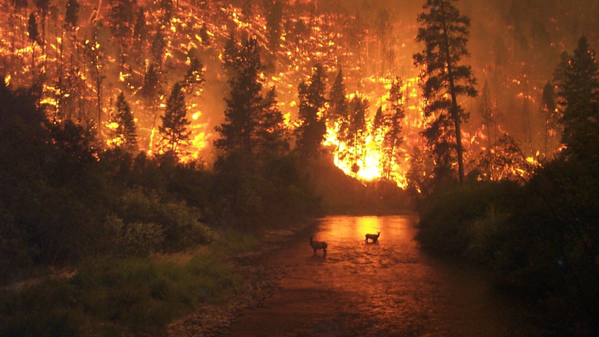 Incendios en el sur de Chile dejan 20 muertos y más de 35 mil hectáreas ...