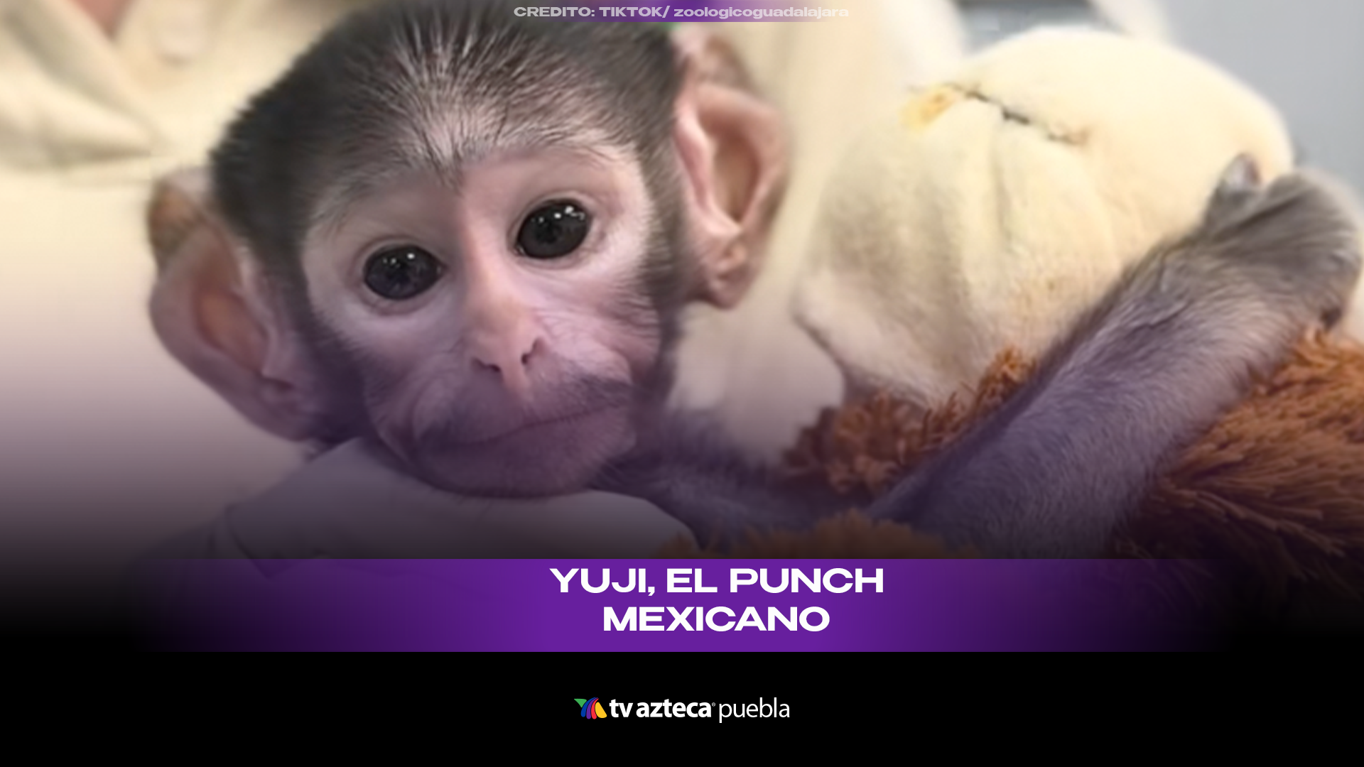Yuji, el “Punch” mexicano inicia proceso de reintegración
