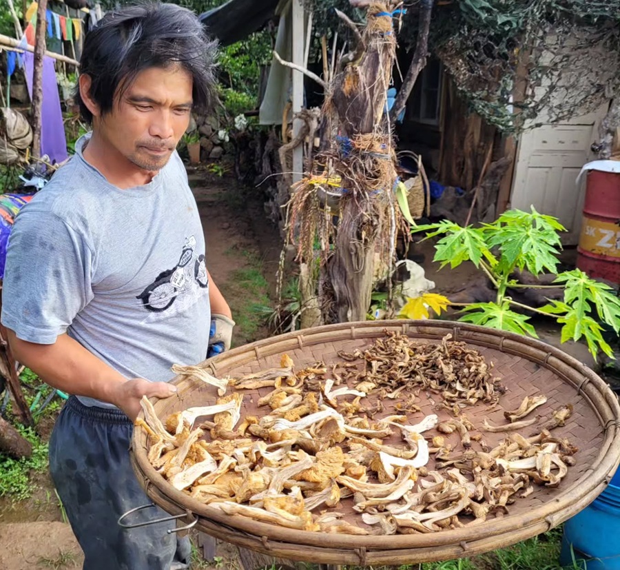 Los médicos no lo explican del todo: los hongos que hacen ver “humanos diminutos” a quienes los consumen