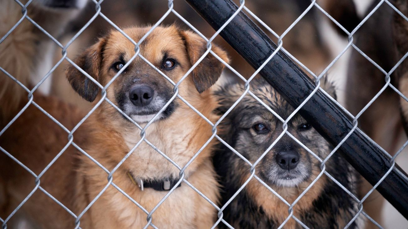Animales Rescatados Integrantes del Refugio Franciscano visitan a perros rescatados