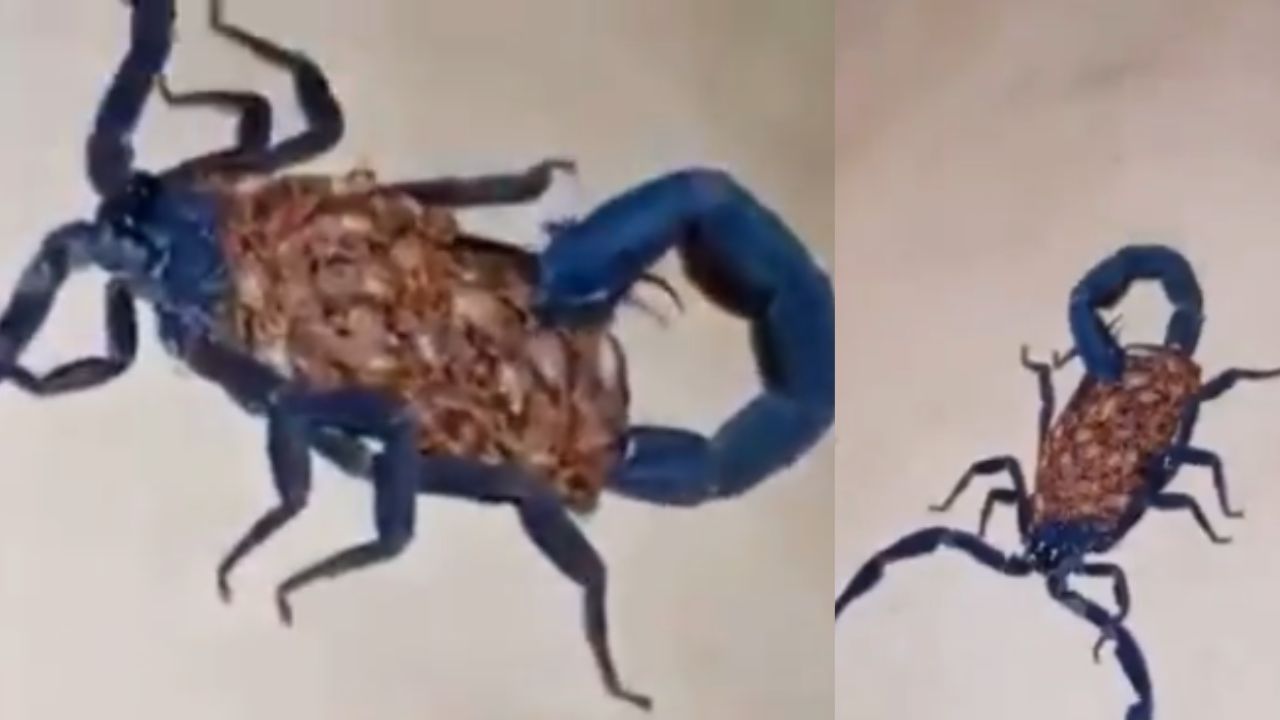 Aparece alacrán gigante con color inusual en Coahuila