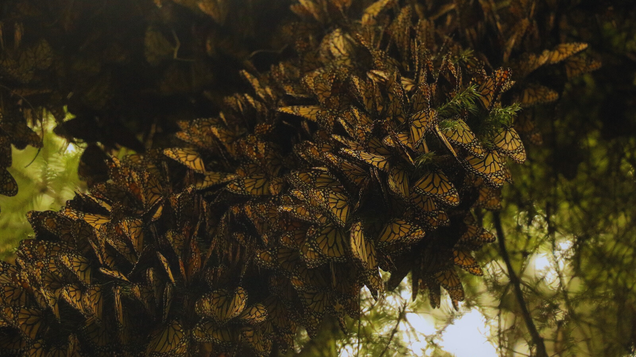 Las 'novias del sol' volvieron: la mariposa monarca registra su mayor recuperación en años