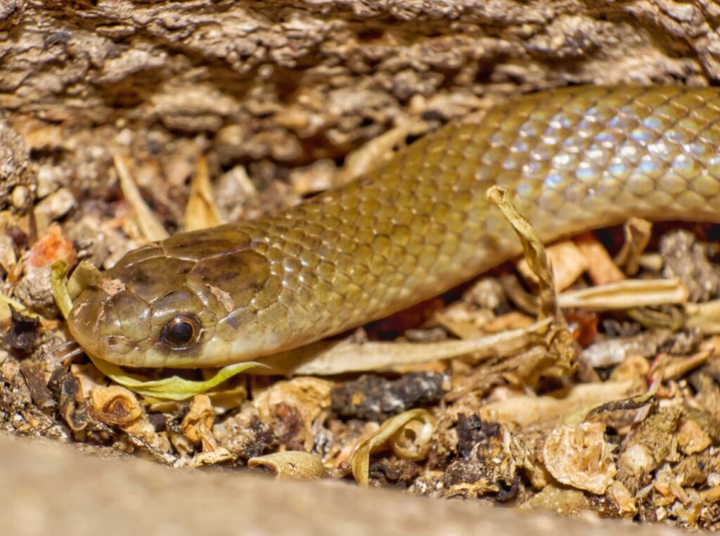 ¡Nueva especie en México! UNAM participa en el hallazgo de una serpiente endémica con rasgos únicos e inesperados