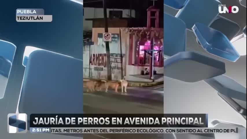 Perros en Teziutlán generan riesgo vial en bulevar El Fresnillo