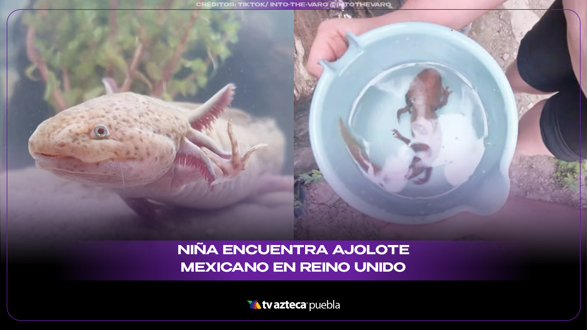 Niña encuentra ajolote mexicano en Reino Unido y sorprende a expertos