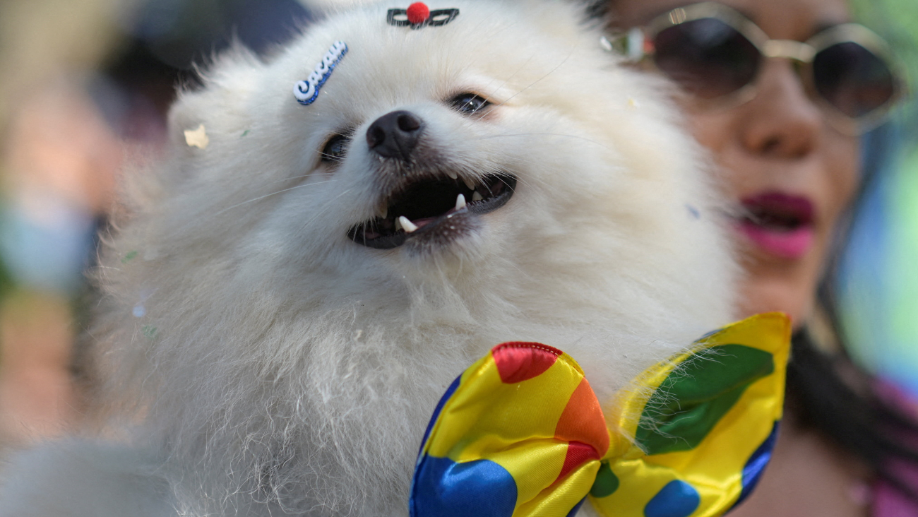 ¿Tu perro te está hablando y no lo sabes? DogTok dice poder traducirlo