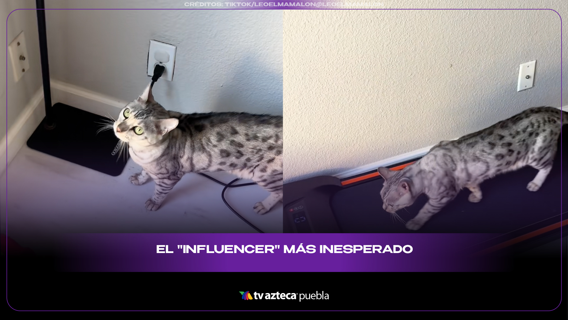 Gatito en caminadora se vuelve viral y deja huella en redes