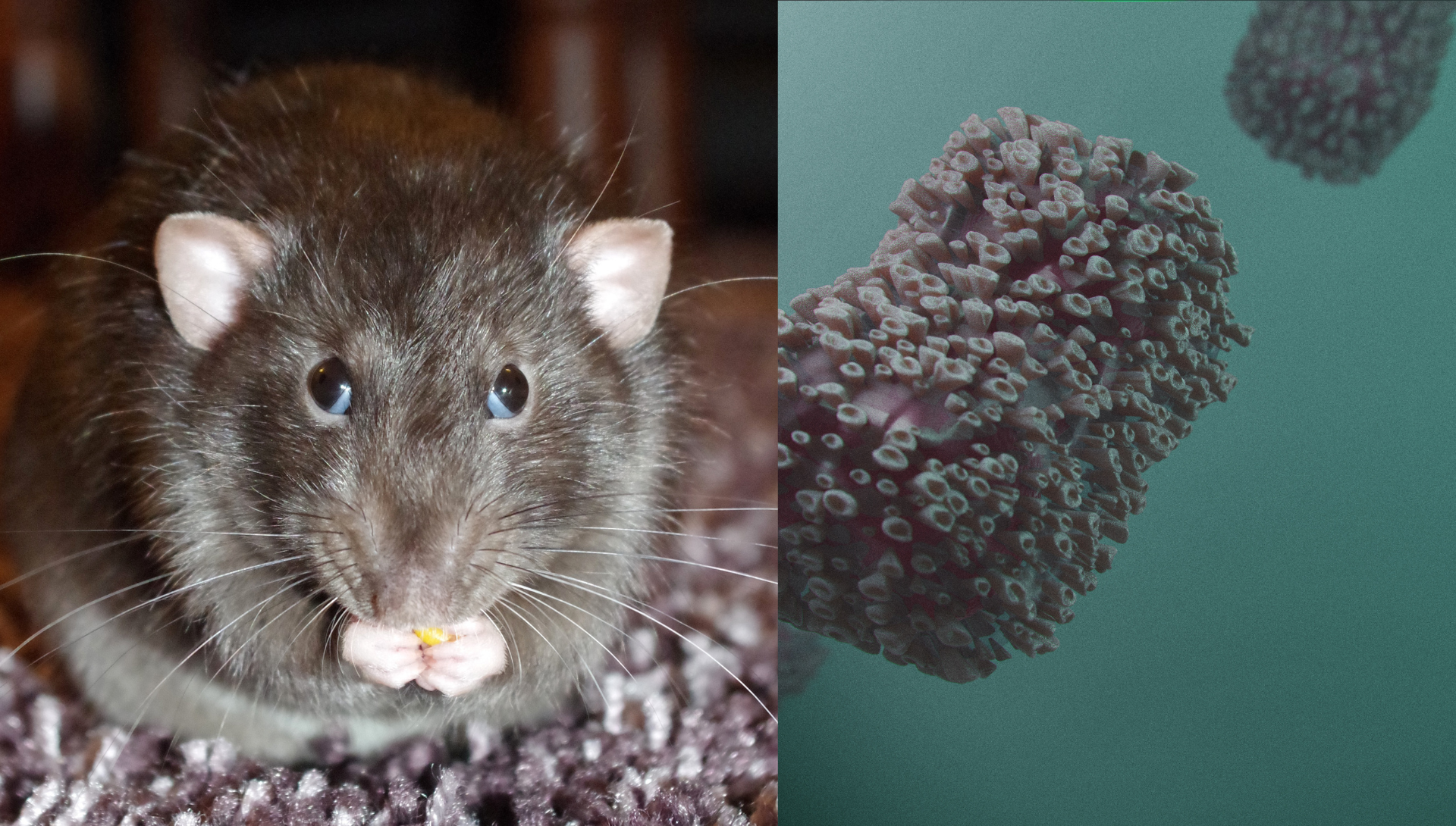 Autoridades sanitarias en alerta debido a brote fatal de hantavirus en crucero: ¿Cómo se contagia?