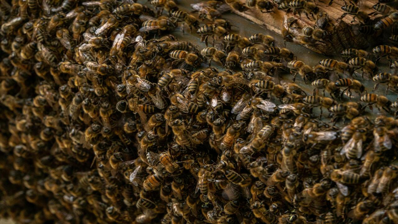 Ataque de abejas deja a personas y perrito heridos en Monterrey