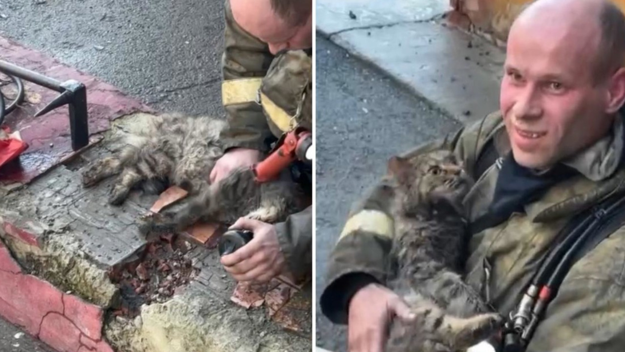 IMPACTANTE VIDEO: Bombero salva la vida a un gato tras un incendio en Rusia