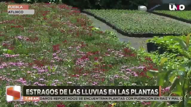 Lluvias en Atlixco dañan producción de plantas y elevan costos
