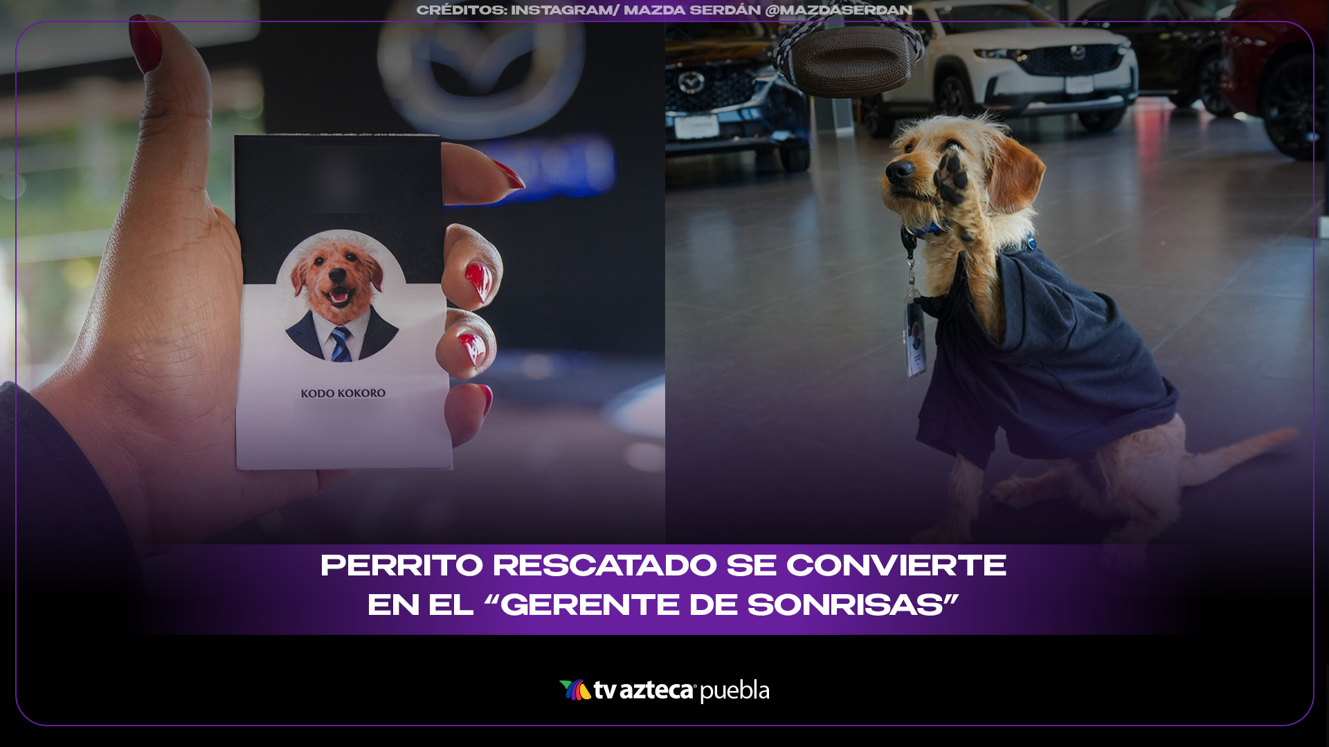 Perrito rescatado se convierte en el “gerente de sonrisas” de un concesionario en Puebla