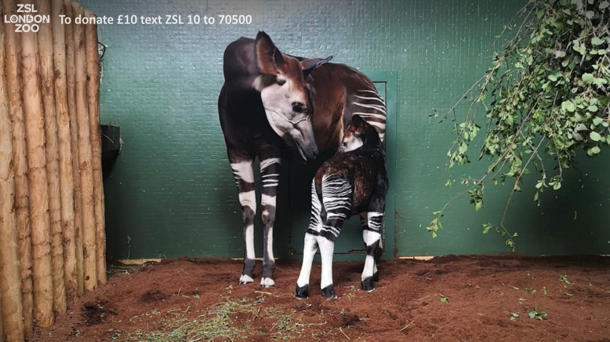 Nace una cría de Okapi en el zoológico de Londres, una especie en ...