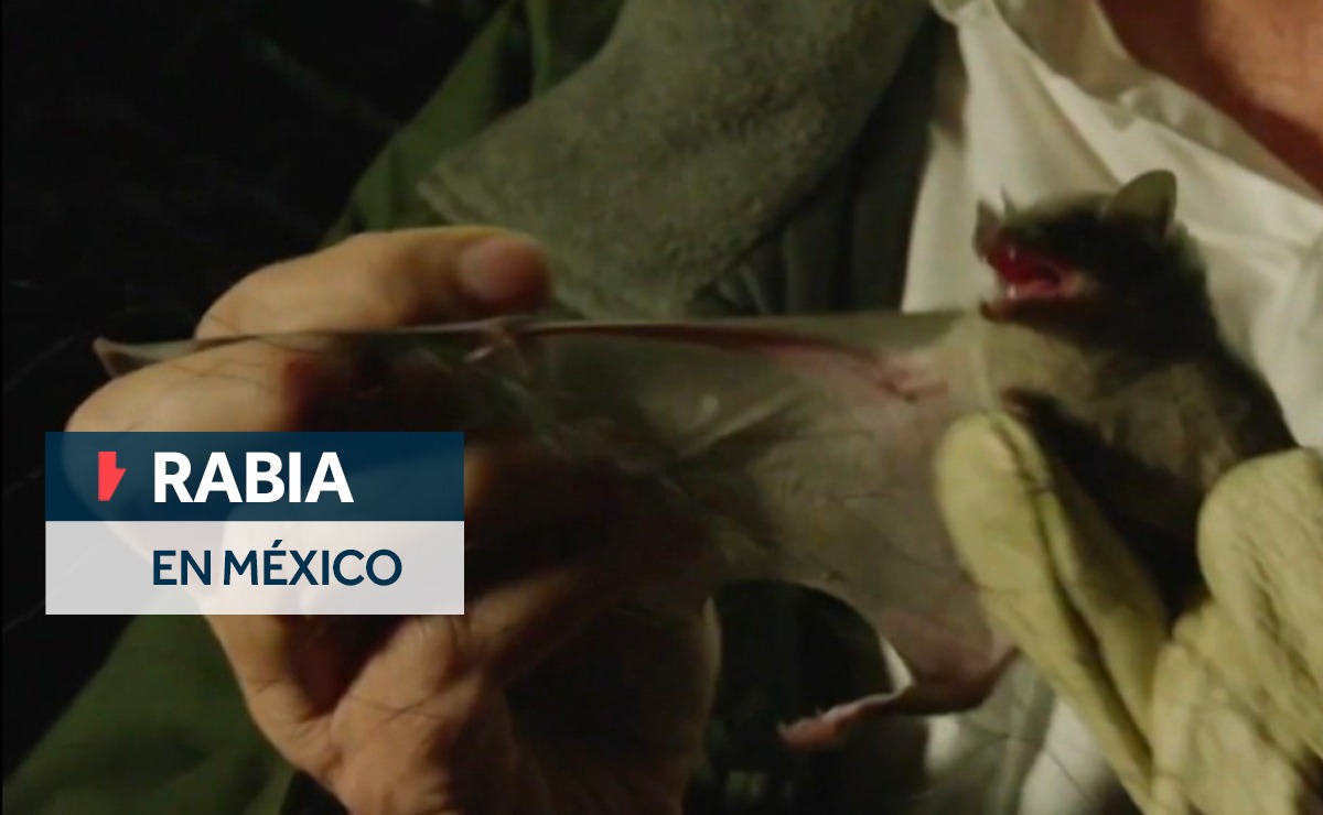 cómo ataca la rabia humana a la salud, cuál es el tratamiento