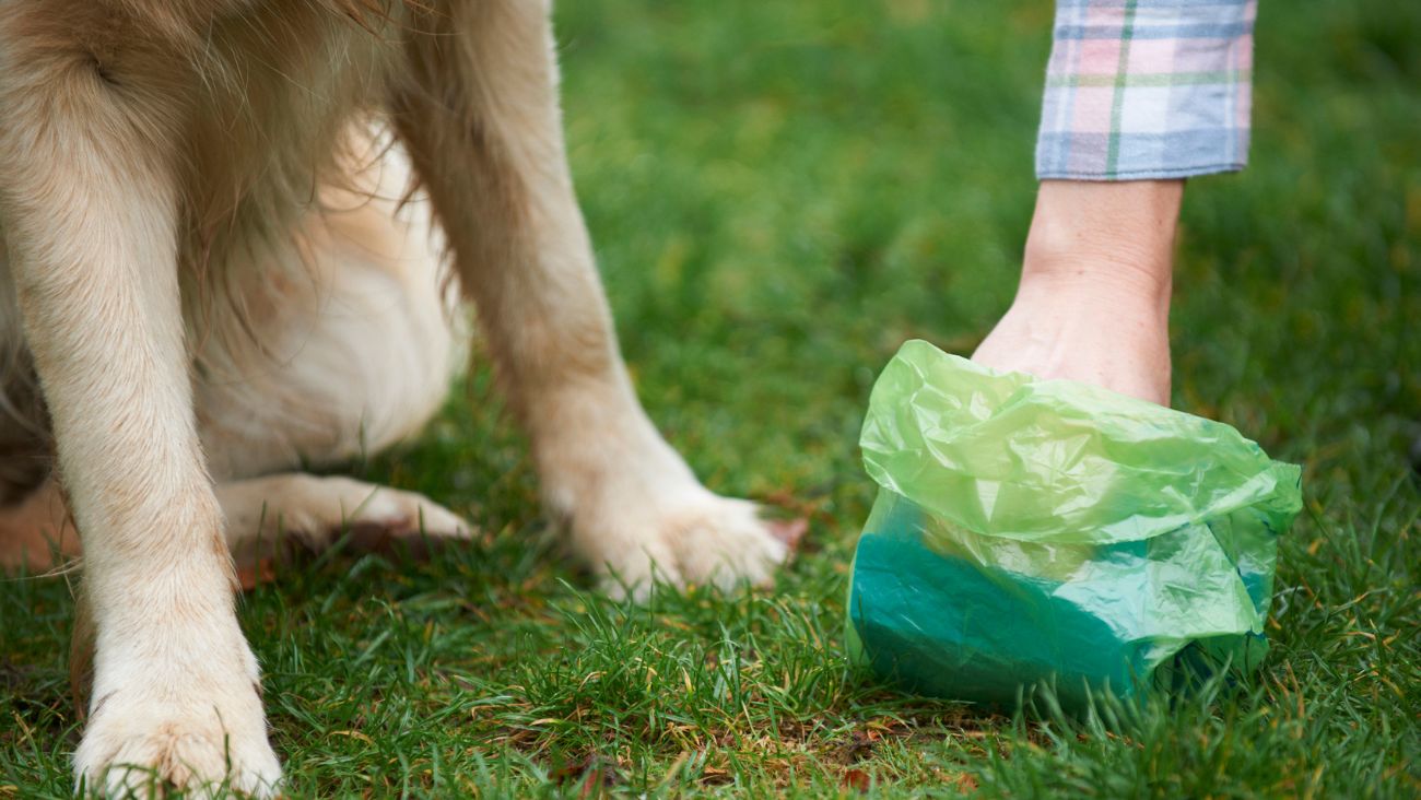 Cuándo y cómo desechar las heces de mascotas en CDMX según el nuevo calendario