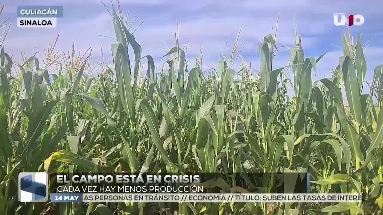 Bajos precios de cultivos y falta de apoyo pone en crisis al campo ...