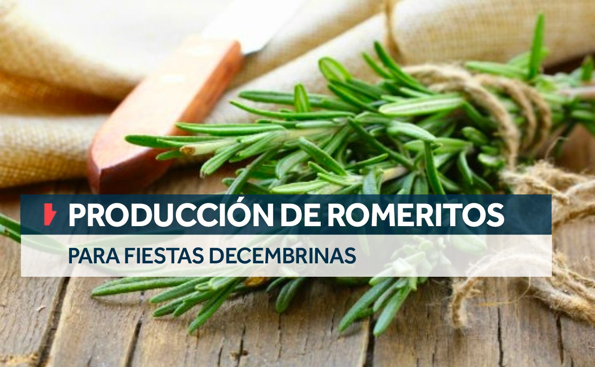 Romertios Producción de romeritos para fiestas decembrinas 2022
