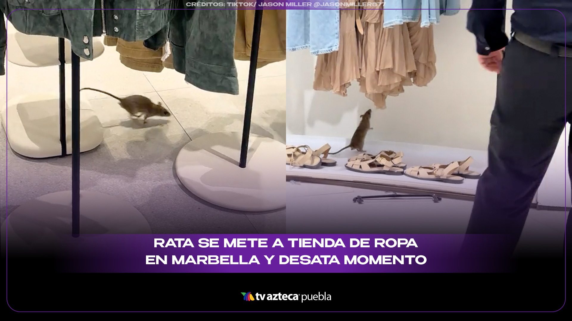 Rata se mete a tienda de ropa y desata momento viral dentro del establecimiento
