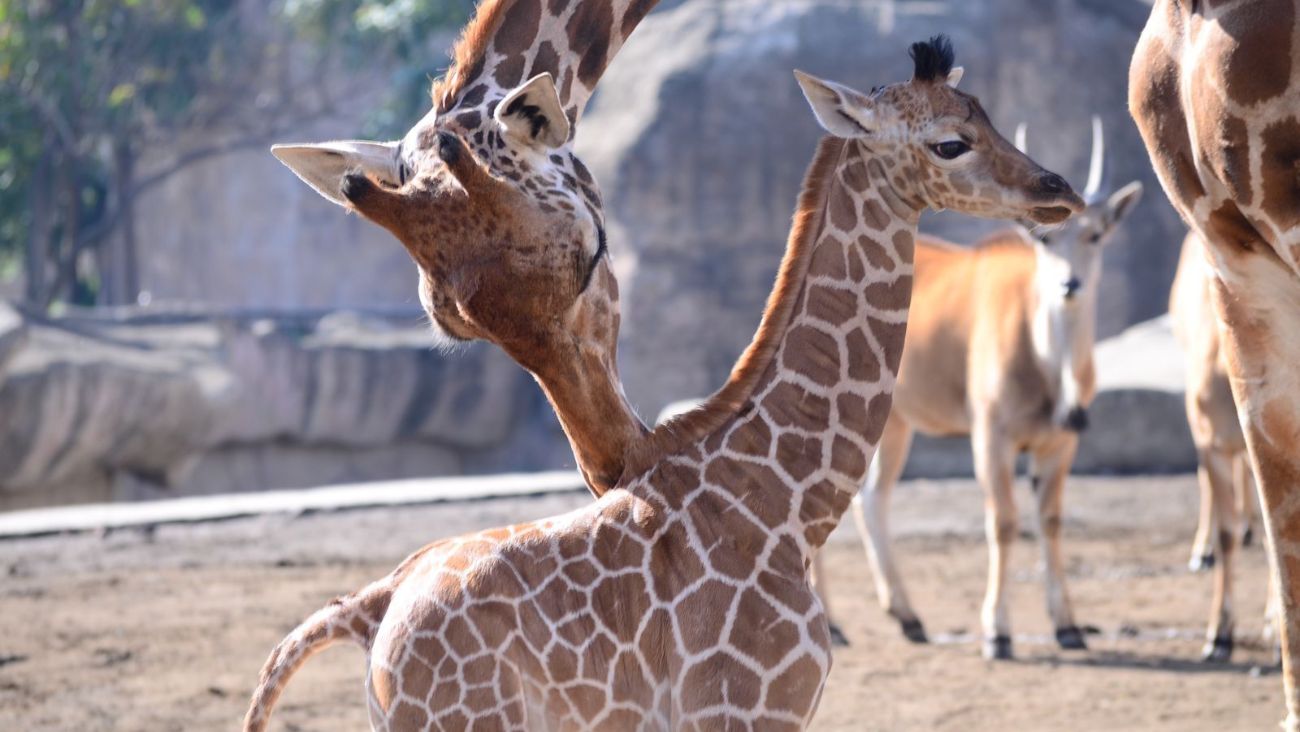 Jirafa que fue rechazada por su mamá ya está en CDMX y puedes elegir su nombre