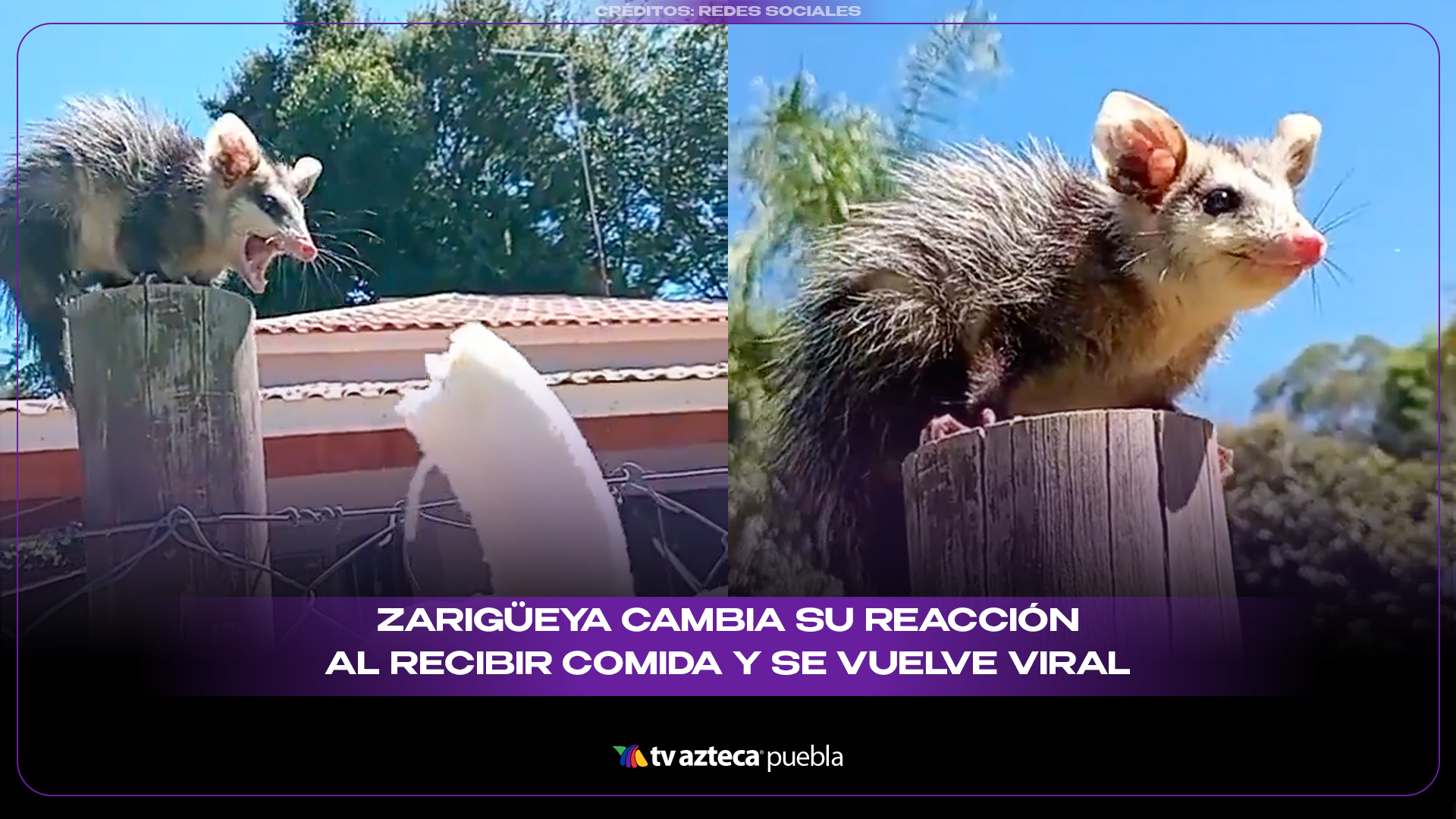 Zarigüeya cambia su reacción al recibir comida y se vuelve viral