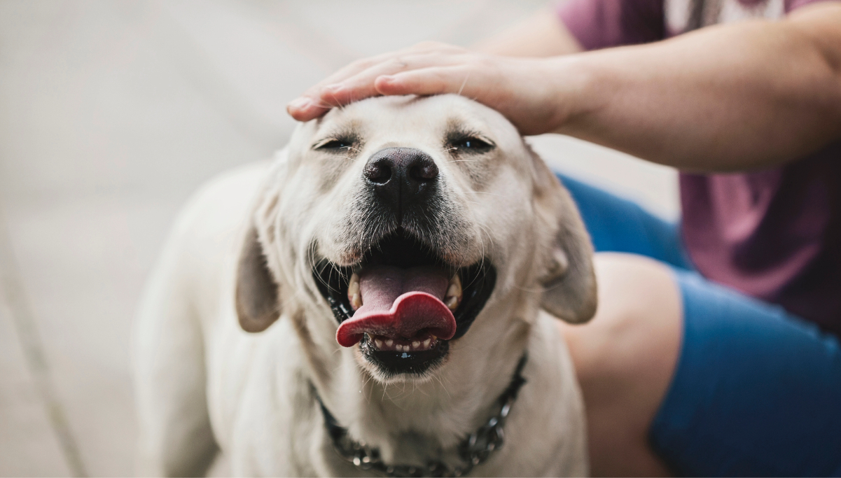 Estos son los beneficios de acariciar a un perro