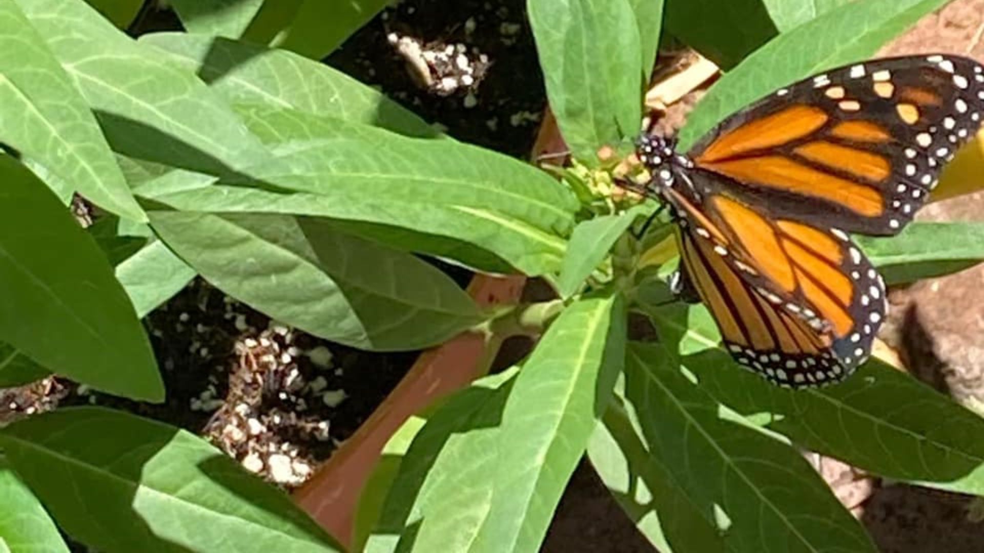 Peña Colorada es parte de la ruta de la Mariposa Monarca en Querétaro ...