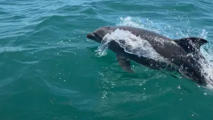 Captan a delfines en Mazatlán.jpg
