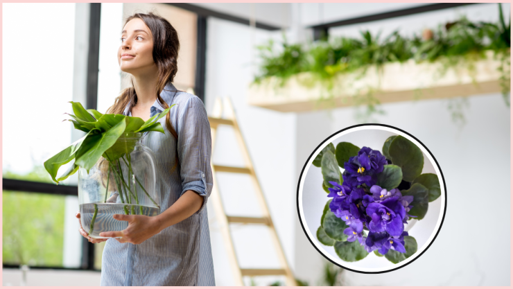 plantas acuáticas con flor