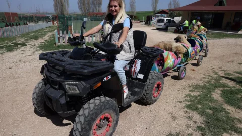 tren-perros-discapacitados-turquia