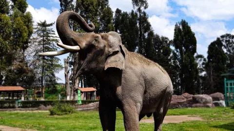 “Ted” era recordado por ser un elefante muy juguetón