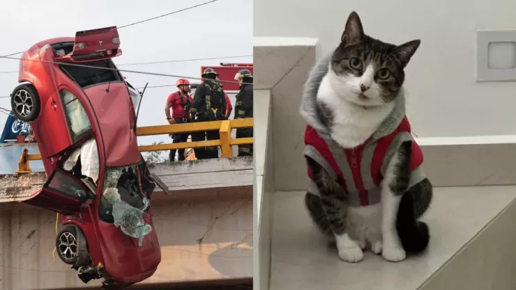 busqueda gato periférico