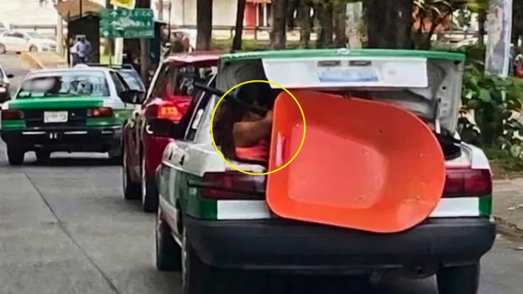 La imagen fue captada en calles de Xalapa y rápidamente se volvió viral en redes sociales