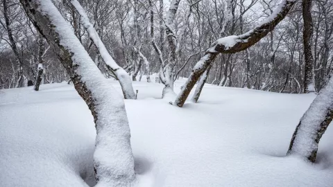 Ingresa un nuevo frente frío a México hoy; éstos son los estados afectados