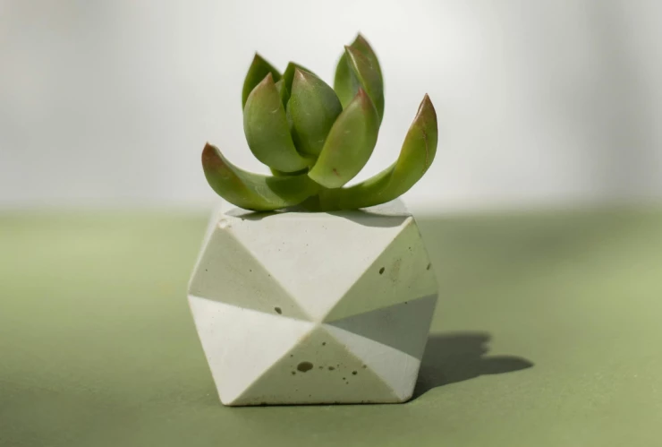 arbol de jade (1).png