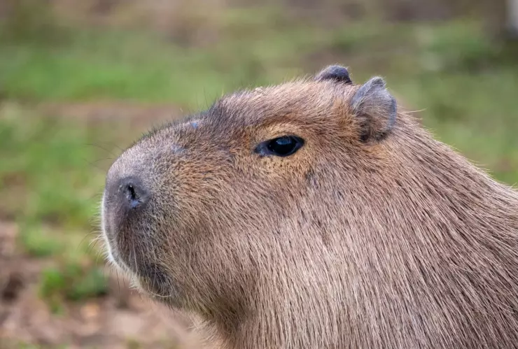 ¿Es legal tener un capibara de mascota en México Estos son los requisitos
